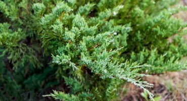 Jalovec: jemnost hnojení ušlechtilého keře